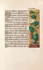 f. 81r, K�rbis