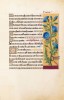 f. 31r, Zichorie