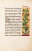f. 33r, Goldknopf
