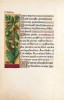f. 87v, Traubeneiche