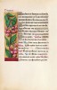 f. 107v, Gew�hnlicher Spindelstrauch