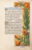 f. 176r, Orangefarbene Lilie