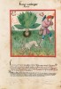 f. 37r, Frucht der Alraunwurzel