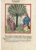 f. 10v, Reife Datteln