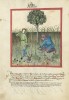 f. 23r, Knoblauch