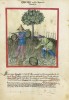 f. 23v, Spargel