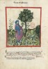 f. 27v, Rucola und Brunnenkresse