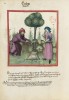 f. 29v, Aromatischer Kalmus