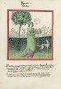 f. 31v, Petersilie