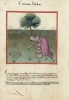 f. 37v, Safran