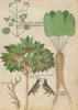 f. 34v