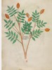 f. 96v