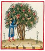 folio VIII