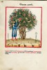 f. VIII, Acid pomegranates