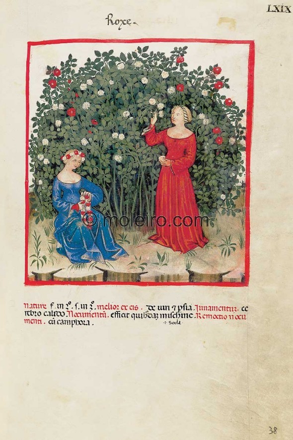 Theatrum Sanitatis (1376)