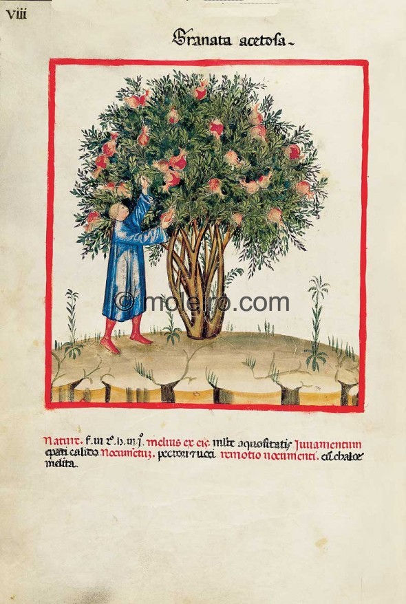 Theatrum Sanitatis (1378)