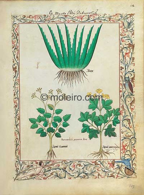 Livro dos Medicamentos Simples (558)