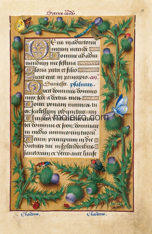 f. 77r, Distel, Die Grandes Heures der Anna von der Bretagne