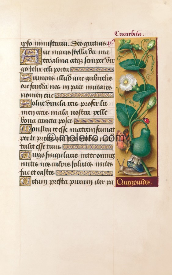 f. 81r, K&uuml;rbis, Die Grandes Heures der Anna von der Bretagne