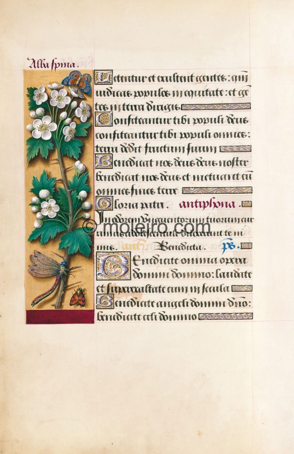Gran Libro d&rsquo;Ore d&rsquo;Anna di Bretagna (4fcdda507ed02)
