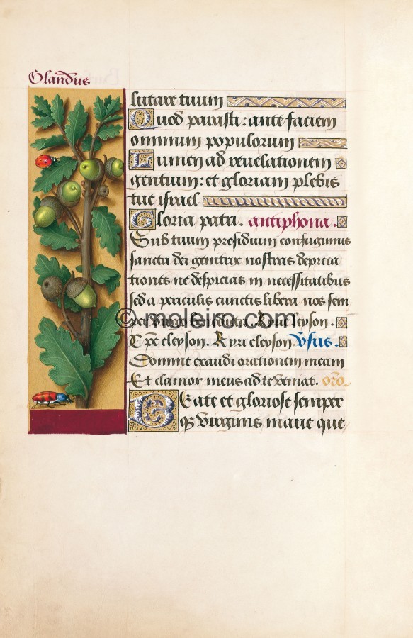 f. 87v, Traubeneiche, Die Grandes Heures der Anna von der Bretagne