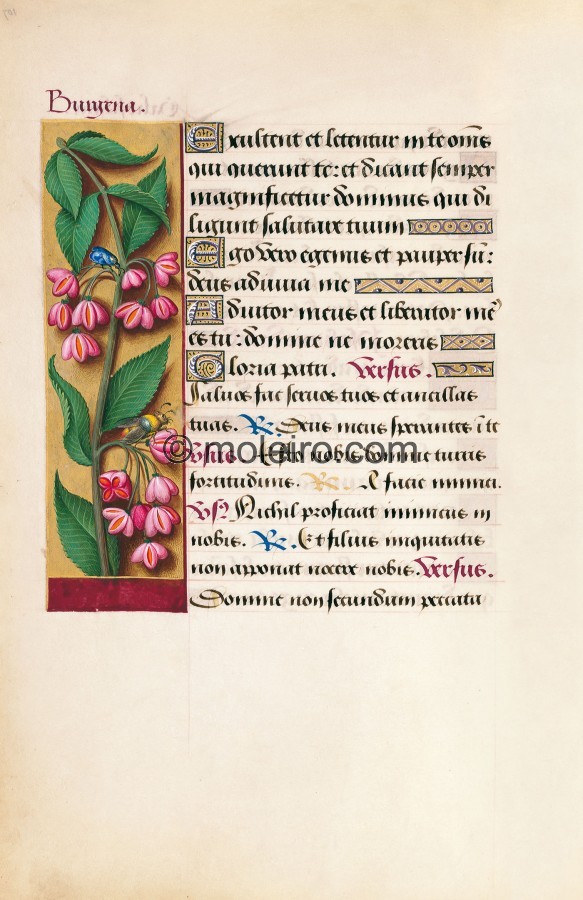 f. 107v, Gew&ouml;hnlicher Spindelstrauch, Die Grandes Heures der Anna von der Bretagne