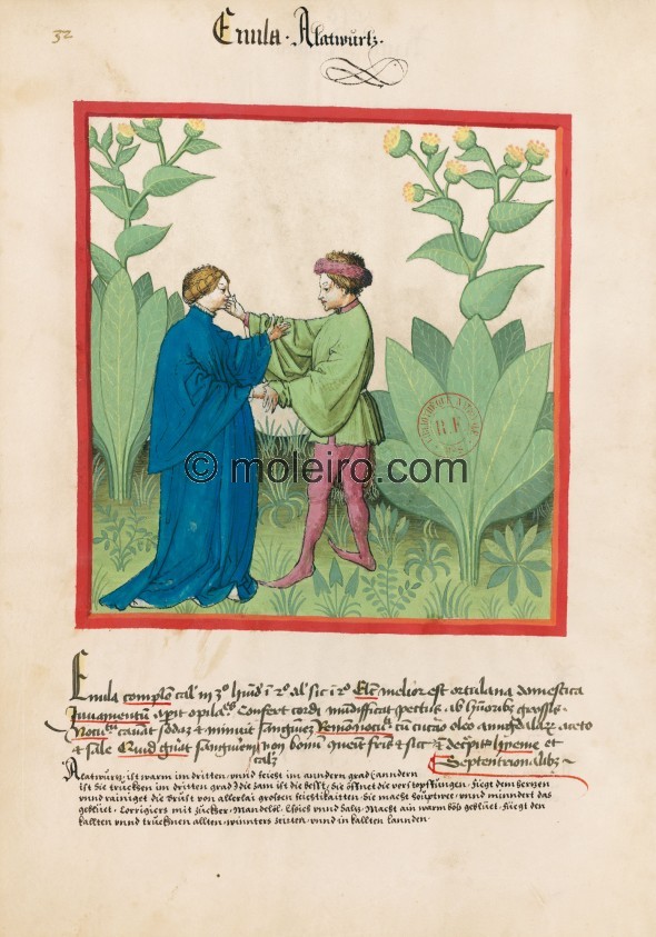 f. 32v, Elecampane. Elecampane. Nature: hot in the third degree, wet in the second; according to others, dry in the second. Opti...