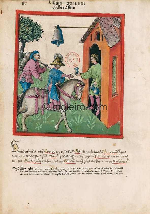 f. 85v, Vino verde. Vino seco de color citrino. Naturaleza: caliente y seca en segundo grado. Elecci&oacute;n: el claro del ...