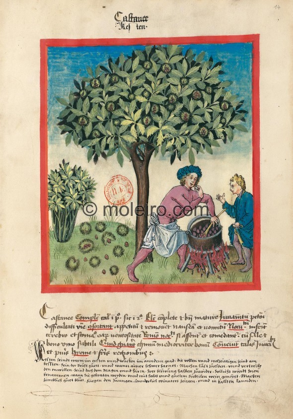 f. 14r, Chestnuts. Chestnuts. Nature: hot in the first degree, dry in the second. Optimum: whole and very ripe. Benefit: for the...