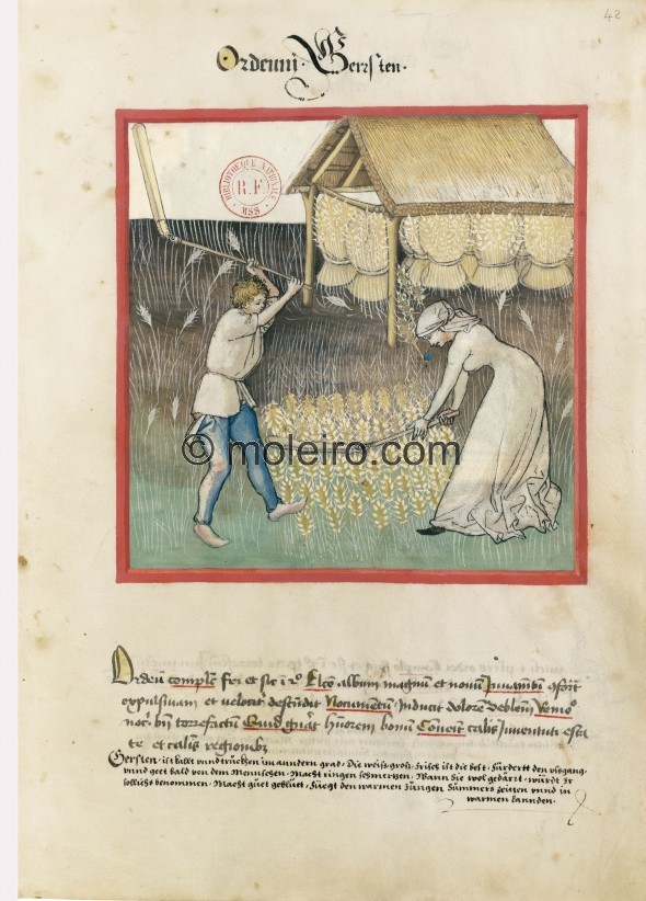 f. 42r, Barley. Barley. Nature: cold and dry in the second degree. Optimum: white, large and fresh. Benefit: it strengthens expu...