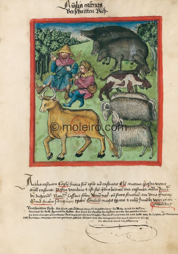 f. 69r, Verschnittene Tiere. Castrated animals. Nature: colder than non-castrated animals. Optimum: rams, then the one-year-old,...