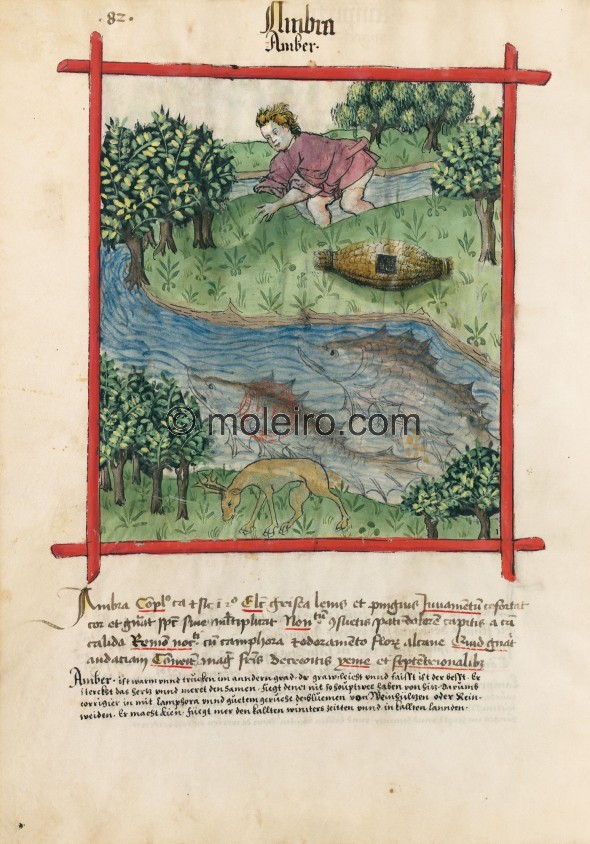 f. 82v, Ambergris. Ambergris. Nature: hot and dry in the second degree. Optimum: grey, light and greasy. Benefit: it strengthens...