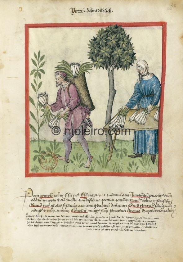 f. 22r, Leeks. Leeks. Nature: hot in the third degree, dry in the second. Optimum: wild, i.e. from the mountain, long. Benefit: ...