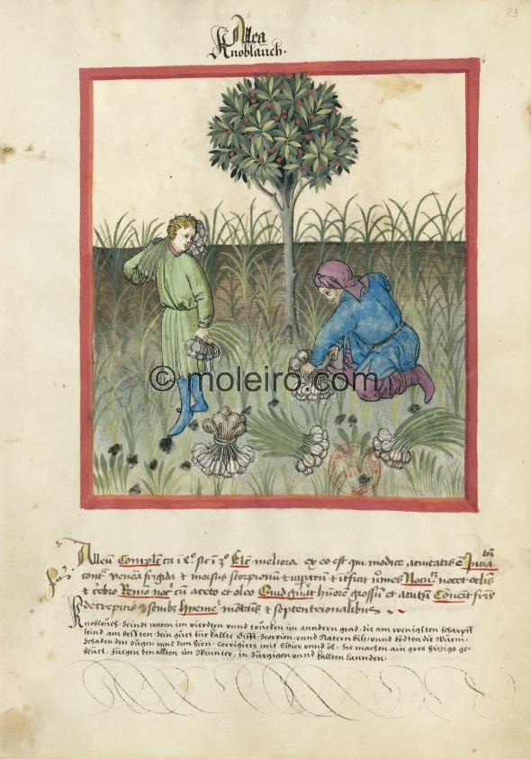 f. 23r, Garlic. Garlic. Nature: hot in the fourth degree, dry in the third. Optimum: the best of this type is moderately juicy. ...