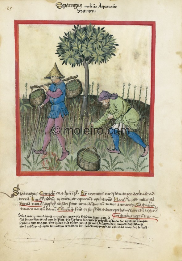f. 23v, Asparagus. Asparagus. Nature: hot and wet in the first degree. Optimum: fresh and with the tip towards the earth. Benefi...