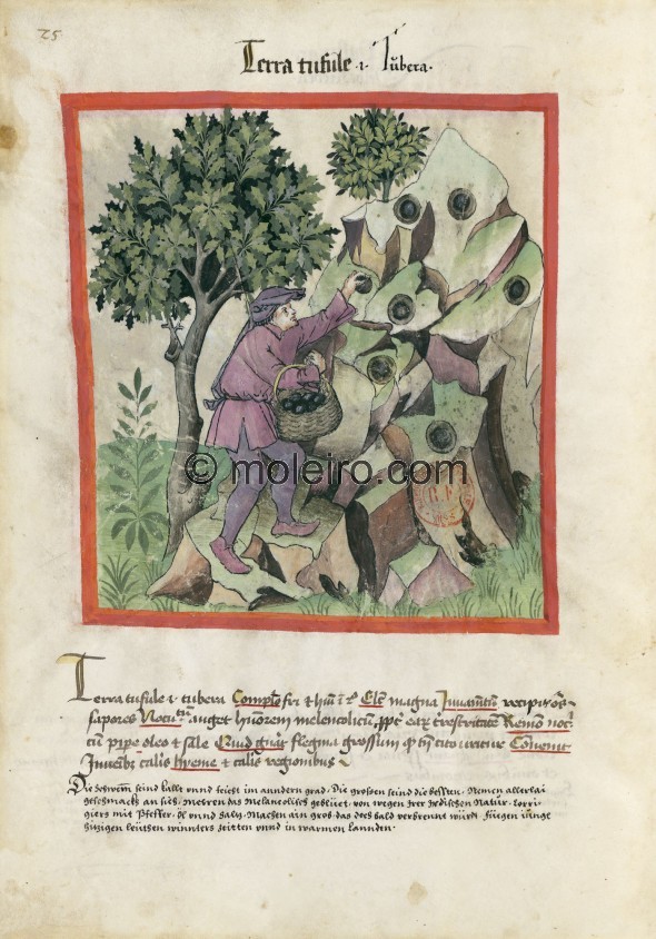 f. 25v, Tr&uuml;ffel. Truffles, i.e. tubera. Nature: cold and wet in the second degree. Optimum: large. Benefit: absorb all flav...