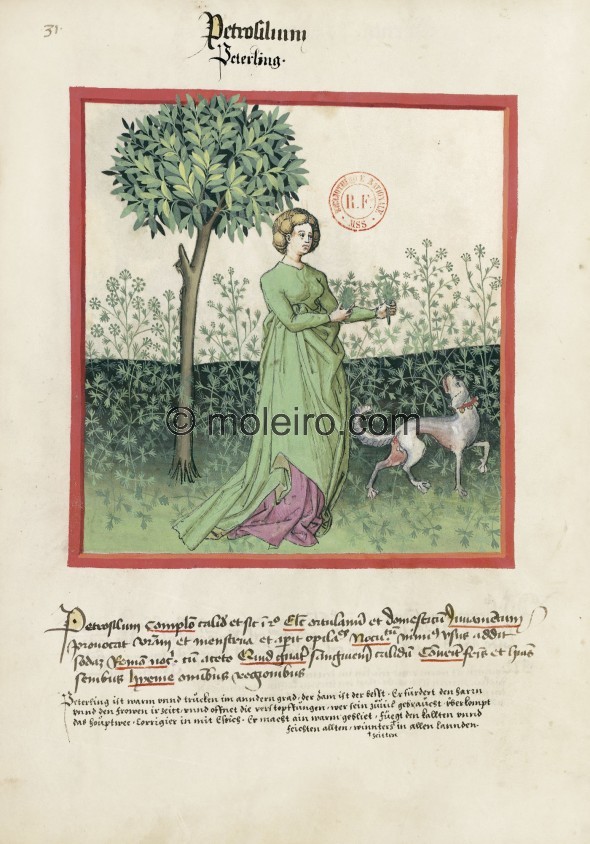 f. 31v, Petersilie. Parsley. Nature: hot and dry in the second degree. Optimum: from the vegetable garden and cultivated. Benefi...