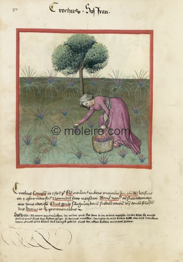 f. 37v, Saffron. Saffron. Nature: hot and dry in the first degree. Optimum: from the vegetable garden, red, oriental. Benefit: i...