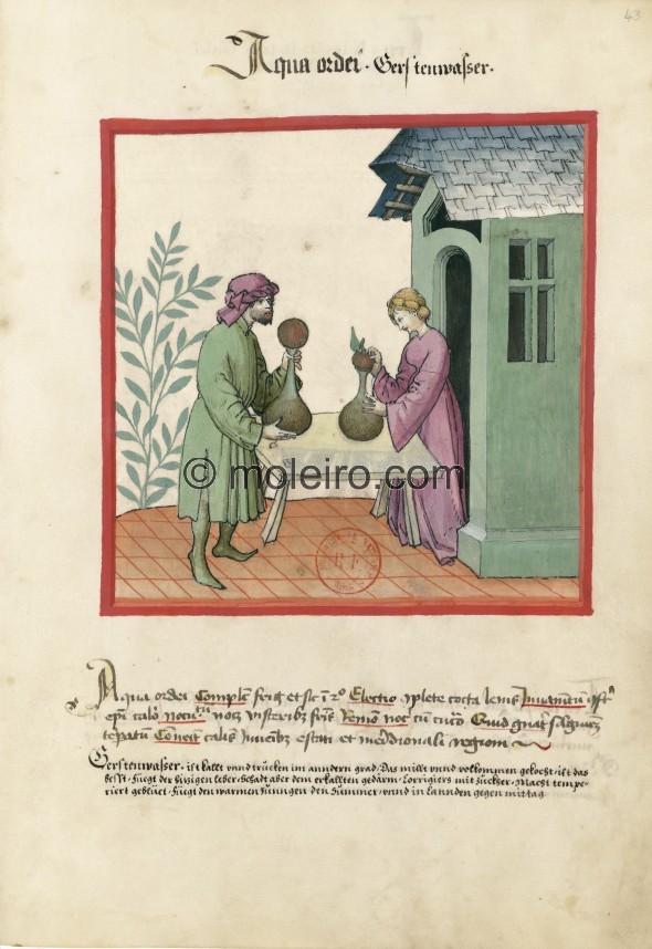 f. 43r, Gerstenwasser. Barley water. Nature: cold and dry in the second degree. Optimum: completely boiled, light. Benefit: usef...