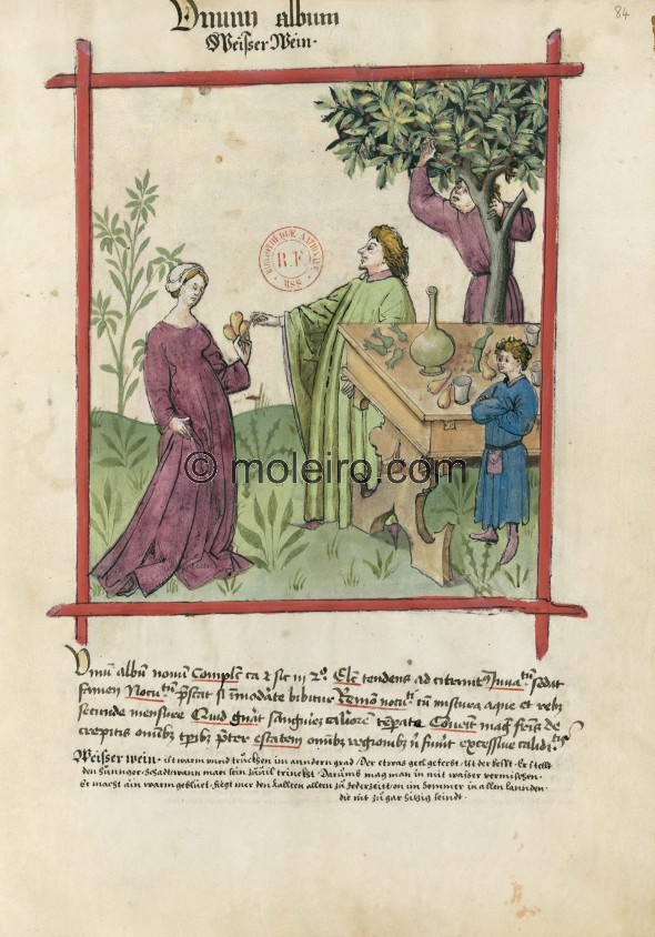 f. 84r, Wei&szlig;wein. Young, white wine. Nature: hot and dry in the second degree. Optimum: rather greeny-yellow in colour. Be...