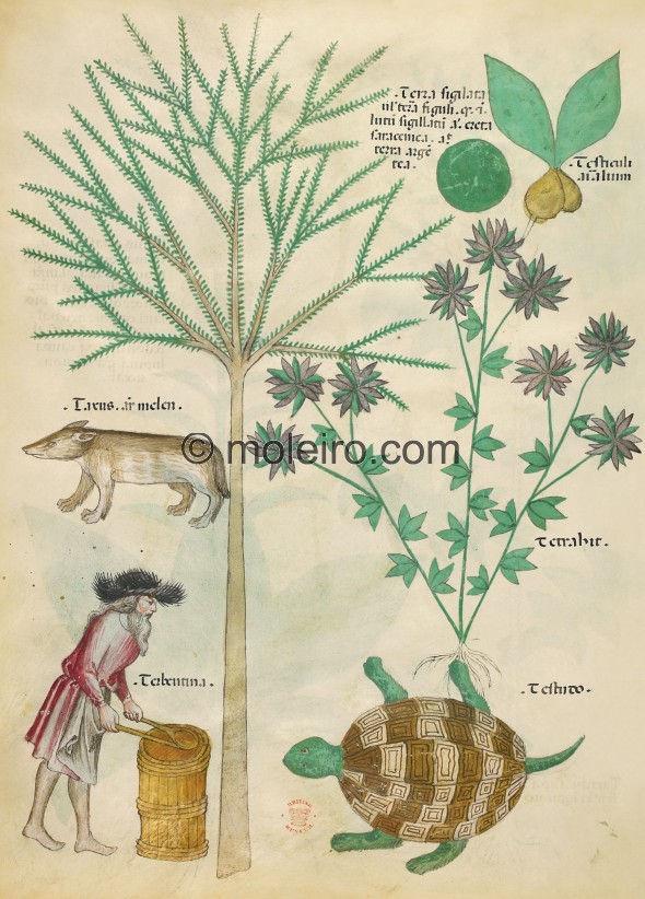 f. 98v, Tractatus de Herbis