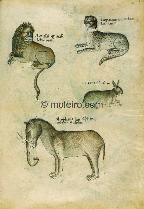 f. 50r, Tractatus de Herbis