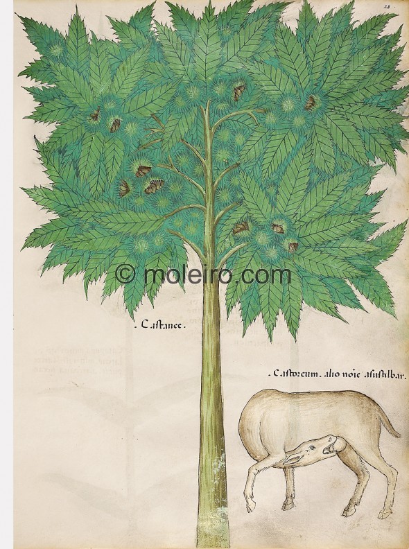 f. 28r, Tractatus de Herbis