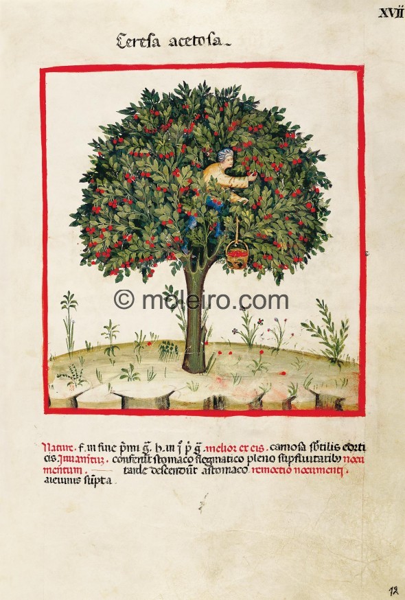 f. XVII, Sour cherries. Sour cherries. Nature: cold at the end of the first degree and humid in the first. Best when thin skinne...