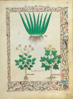 The Book of Simple Medicines