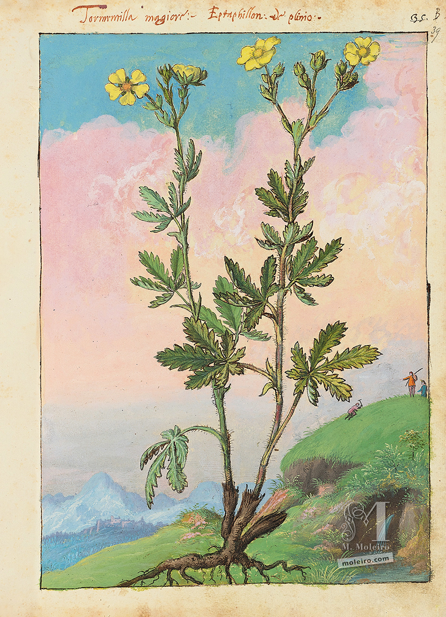 Mattioli's Dioscorides illustrated by Cibo, f. 39r