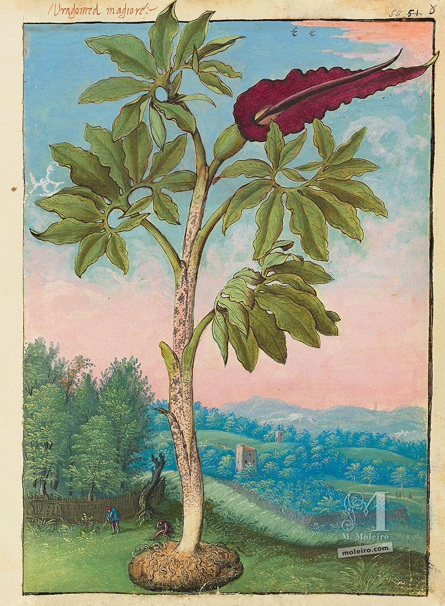 Mattioli's Dioscorides illustrated by Cibo, f. 54r