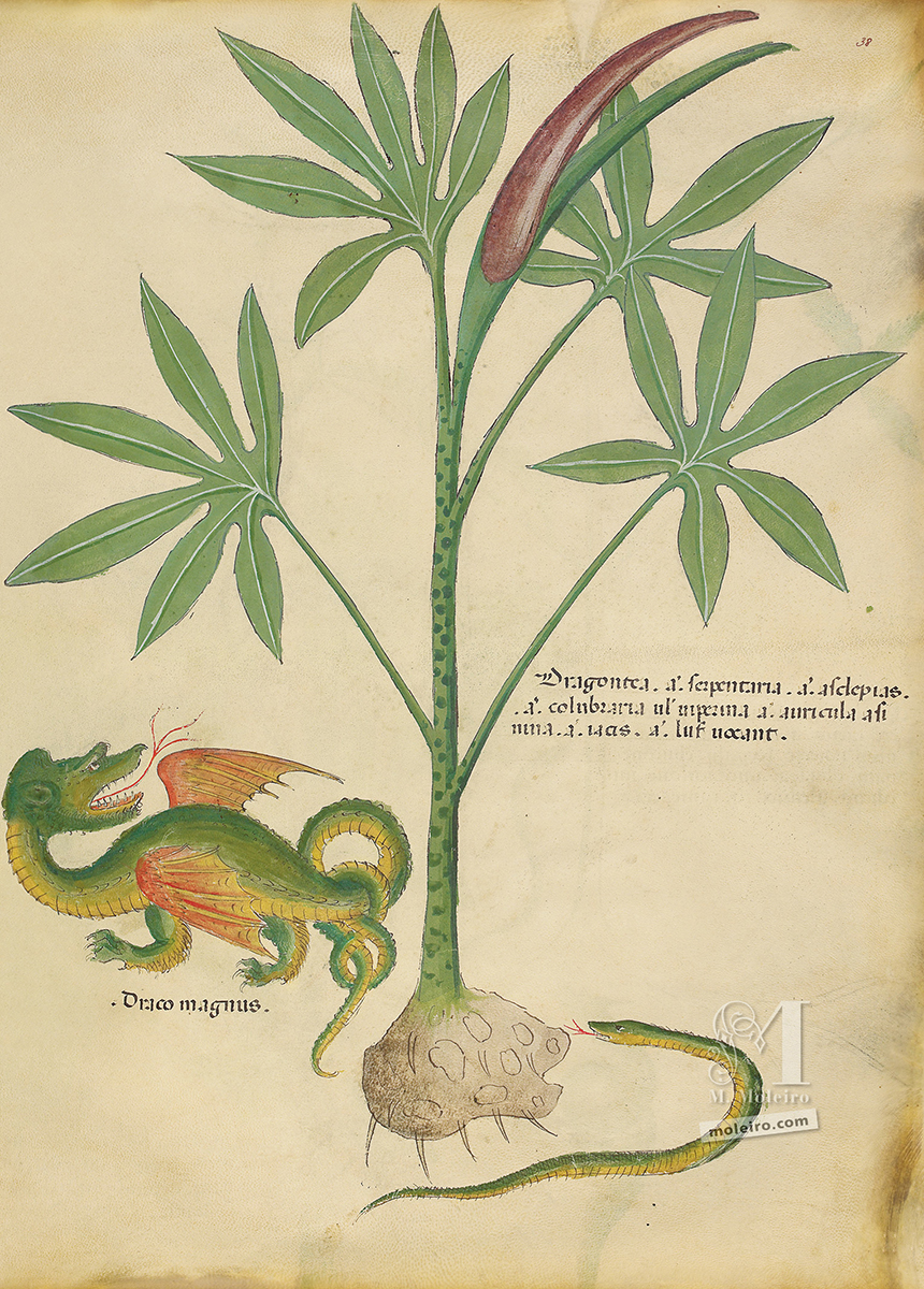 Tractatus de Herbis, f. 38r
