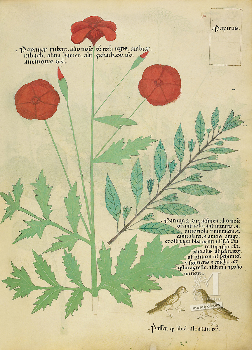 Tractatus de Herbis, f. 70r