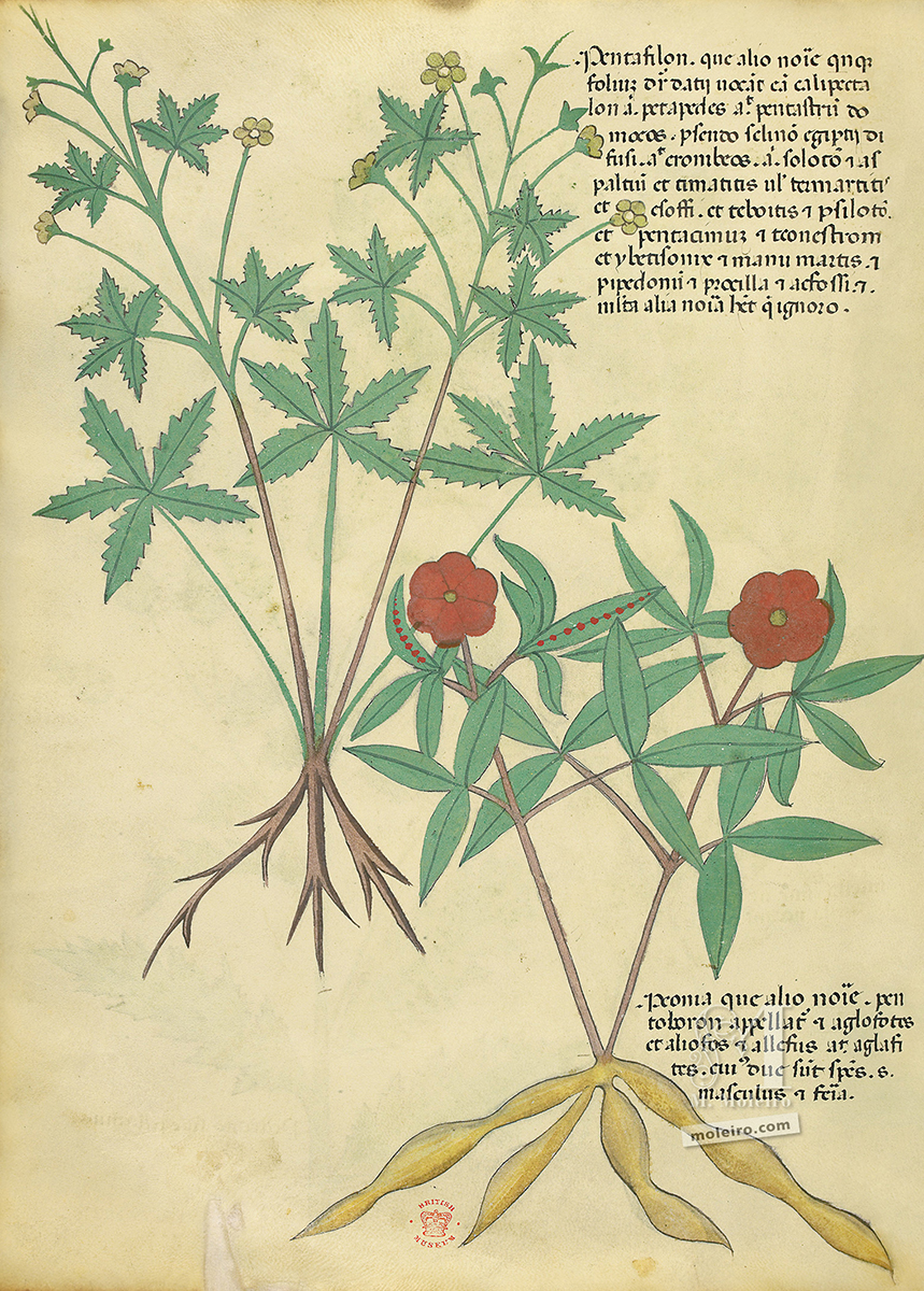 Tractatus de Herbis, f. 71v